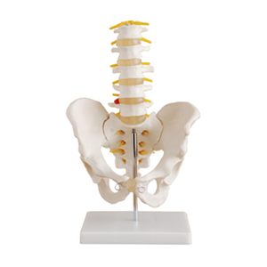 Life-size pelvis model with 5 lumbar vertebra model